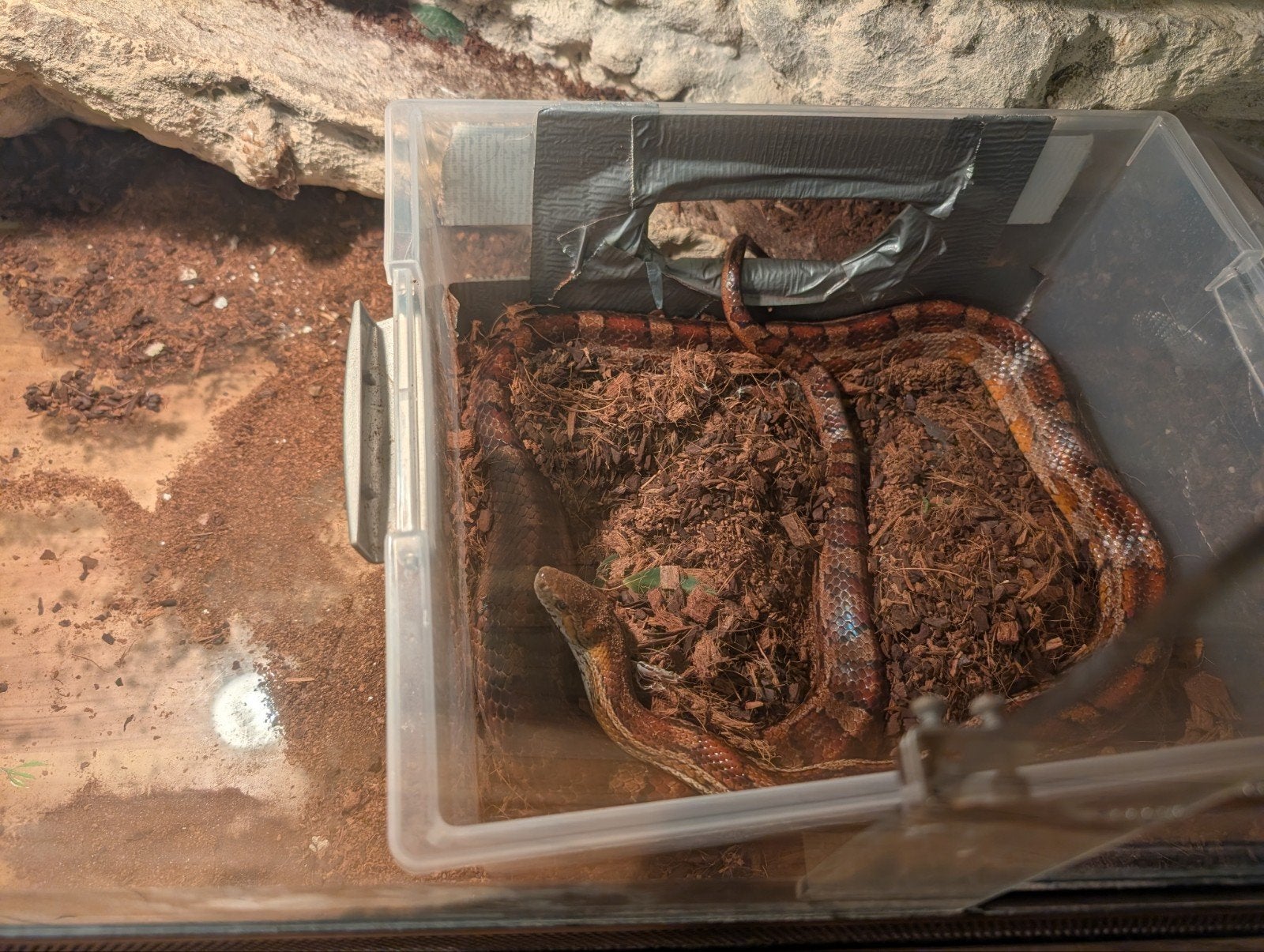 Volwassen Rattenslang met groot terrarium Rat Snake photo 6