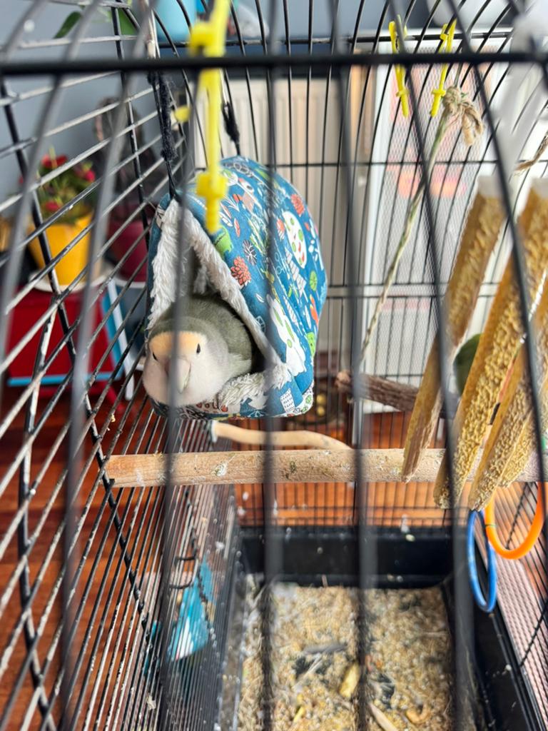 Two papagai/parrots with cage., Ophalen, Hout, Vogelkooi