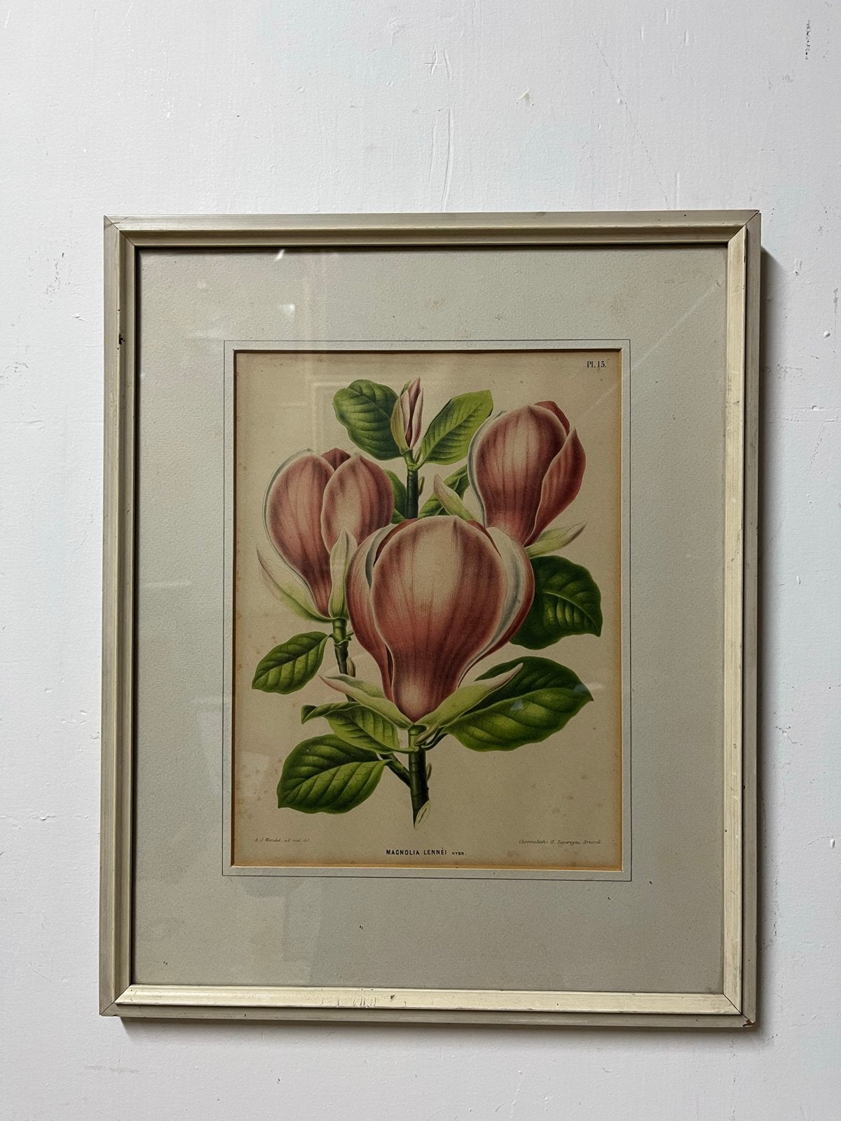 Vintage Botanische Print Magnolia Lennéi - Ingelijst, 50 – 75, Minder dan 50 cm, Gebruikt, Ophalen of Verzenden