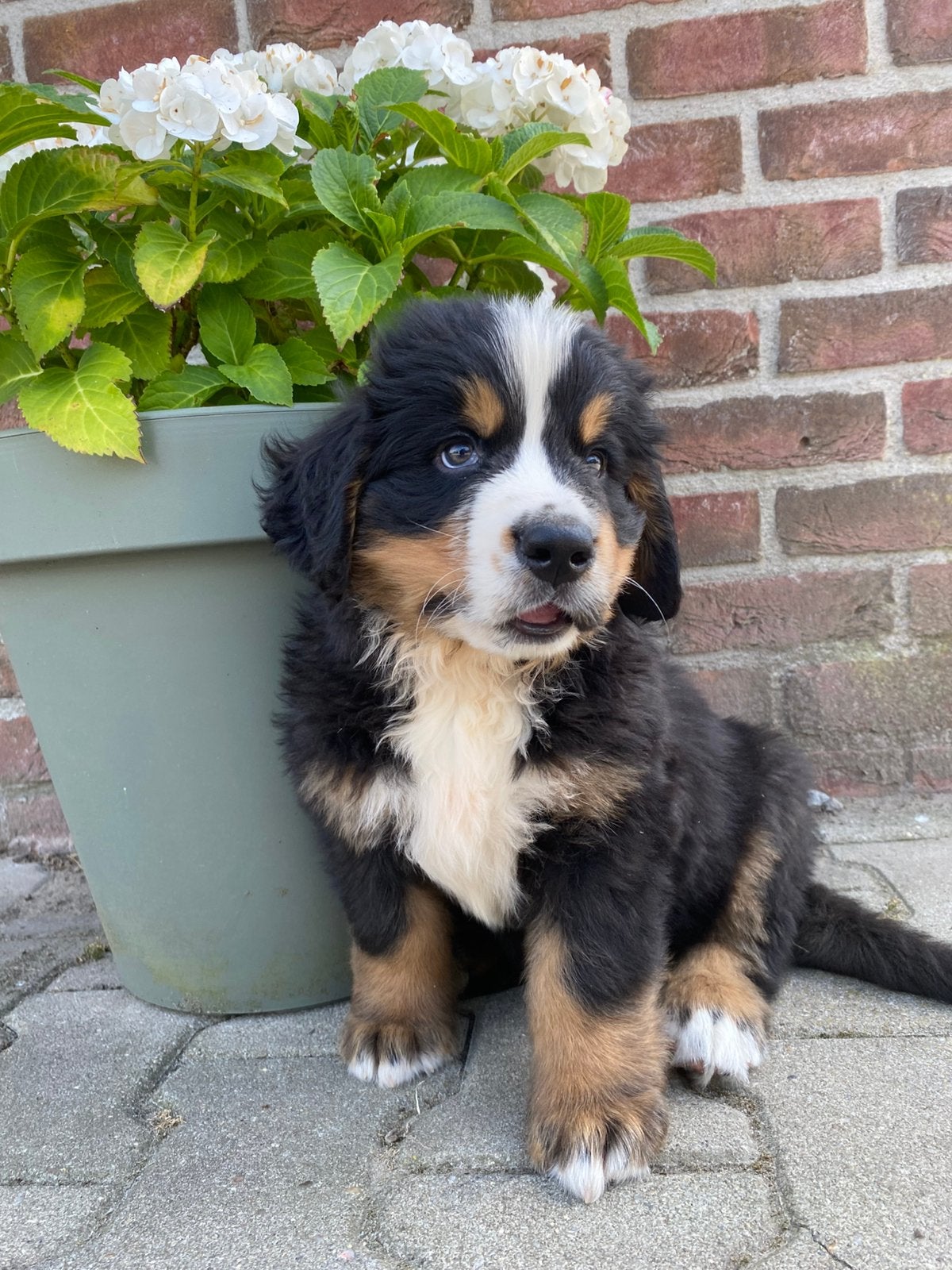 Berner Sennen pups met stamboom te koop, Nederland, Parvo, Overige rassen, 8 tot 15 weken