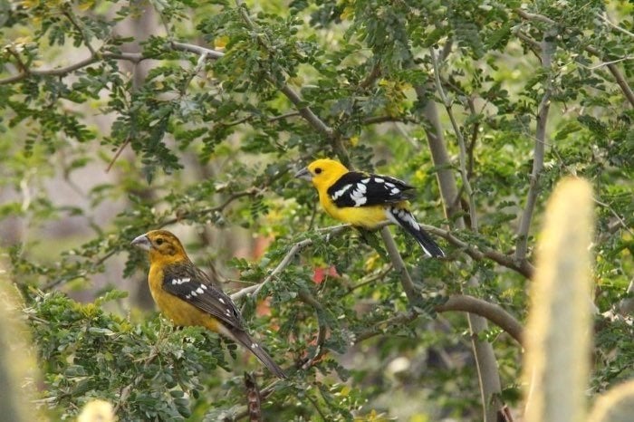 Gele kernbijter pop, Vrouwelijk, Tropenvogel