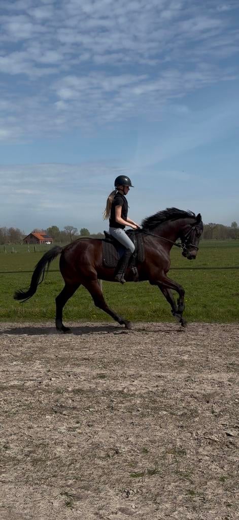 4 jarige dressuur ruin, Ruin, 165 tot 170 cm, Dressuurpaard, 3 tot 6 jaar