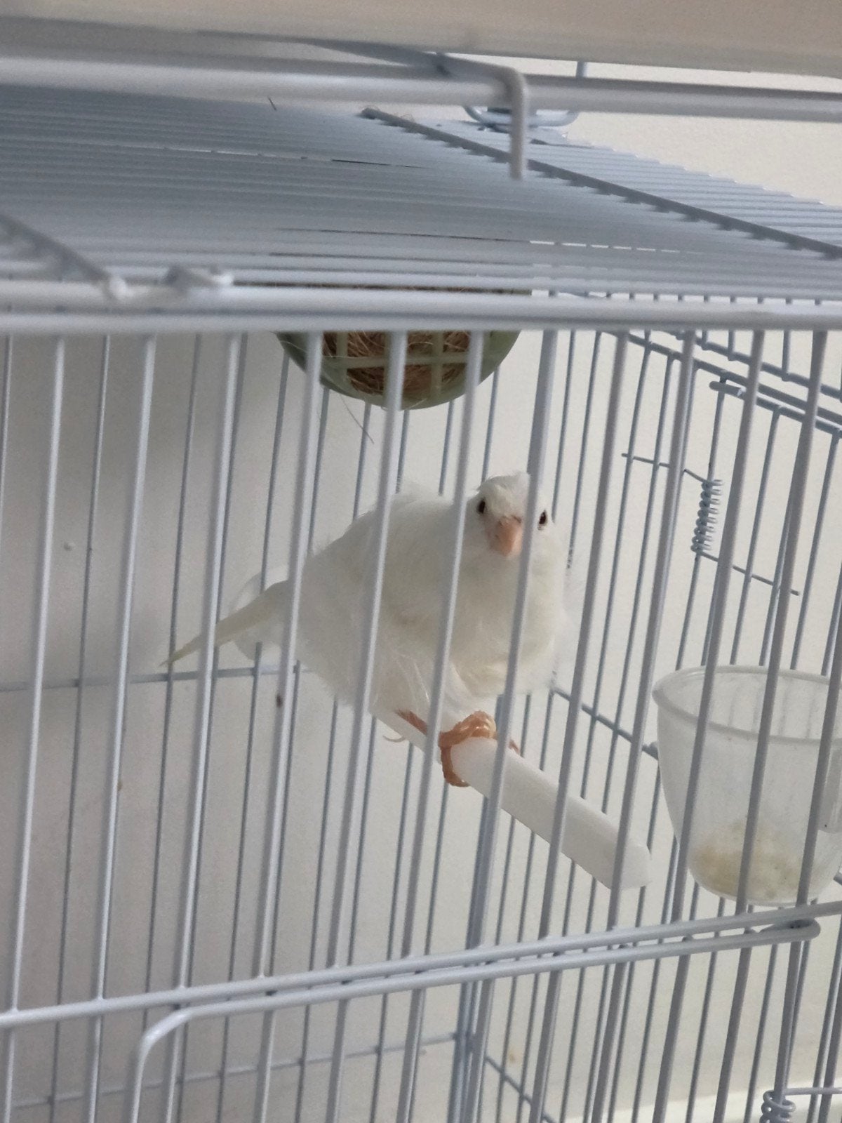 Mooie witte Frisé kanarie pop (Gekrulde kanarie), Dieren en Toebehoren, Vrouwelijk, Kleurkanarie