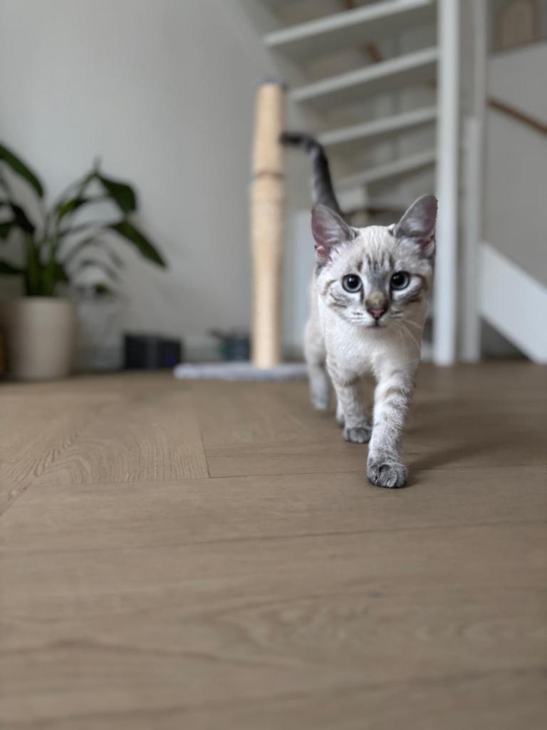 Huisje gezocht voor Nala (lynx point siamese), Dieren en Toebehoren, Katten en Kittens | Overige Katten, Poes