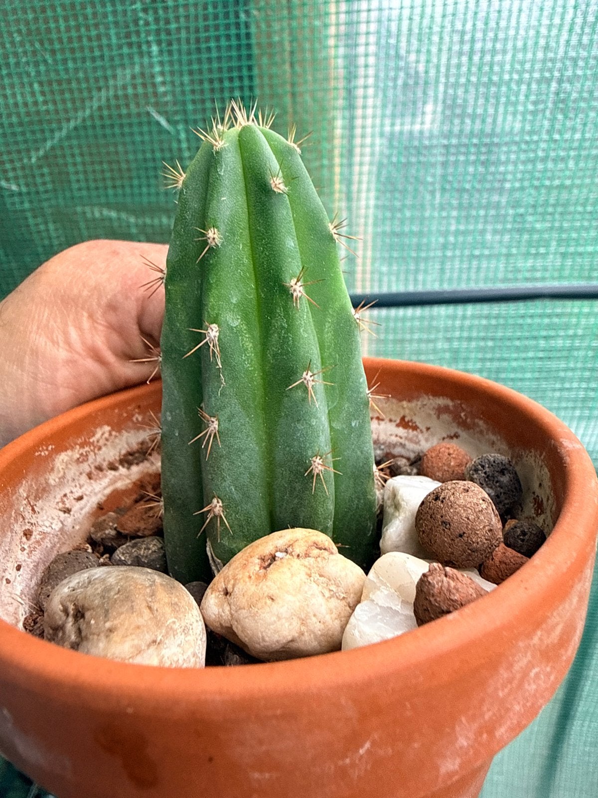 San Pedro Cactus (Trichocereus Pachanoi), Overige soorten, Volle zon, Vaste plant, Ophalen of Verzenden