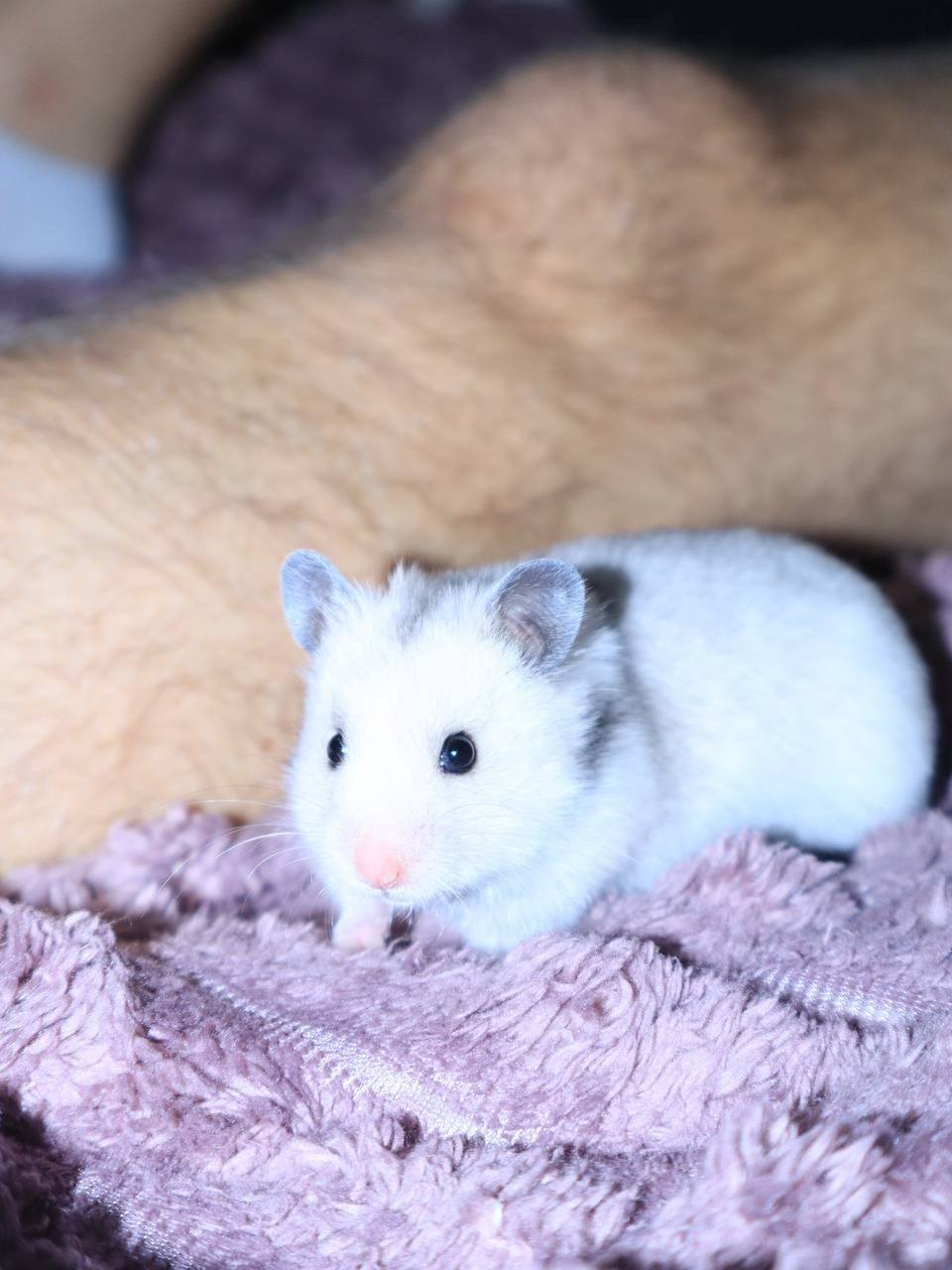 Hamster + complete set – €100, Hamster, Maart, Vrouwelijk, Tam