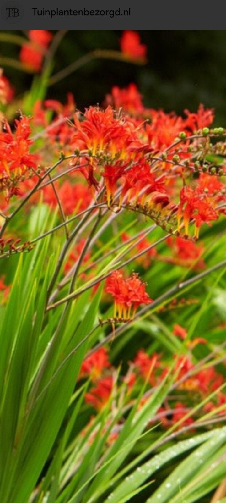 Monbretia oftewel Crocosmia Lucifer, Volle zon, Vaste plant, Zomer, Ophalen