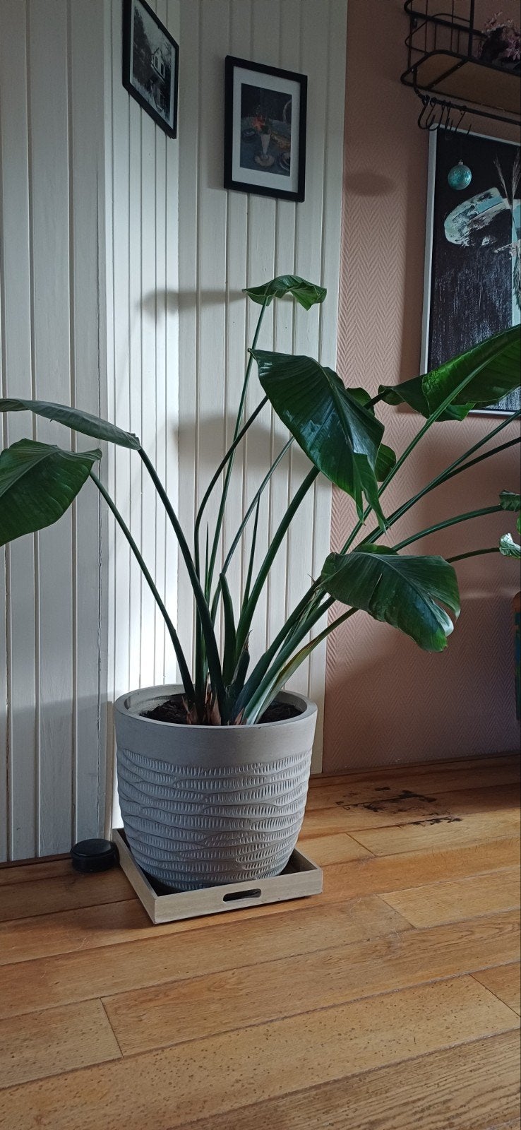 Witte paradijsvogelplant, Huis en Inrichting, Ophalen, Halfschaduw, 100 tot 150 cm