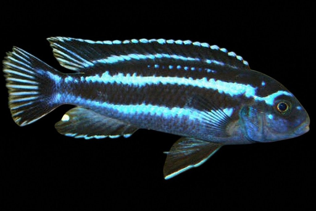 Malawi Cichliden: Melanochromis cyaneorhabdos Maingano, Vis, Zoetwatervis