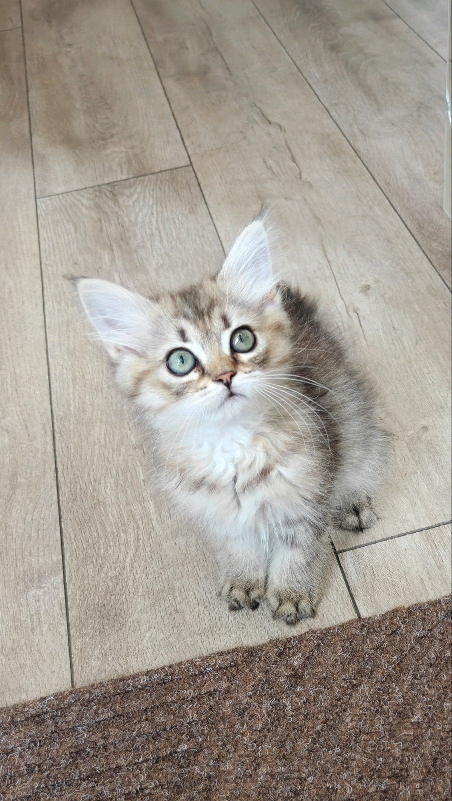 Prachtige Brits langhaar kittens zoeken een nieuw thuis!, Dieren en Toebehoren, Meerdere dieren, Ontwormd, 0 tot 2 jaar