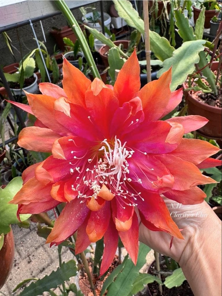 cactus - Epiphyllum Clarity's Elin, Ophalen of Verzenden, Cactus, Volle zon, Minder dan 100 cm