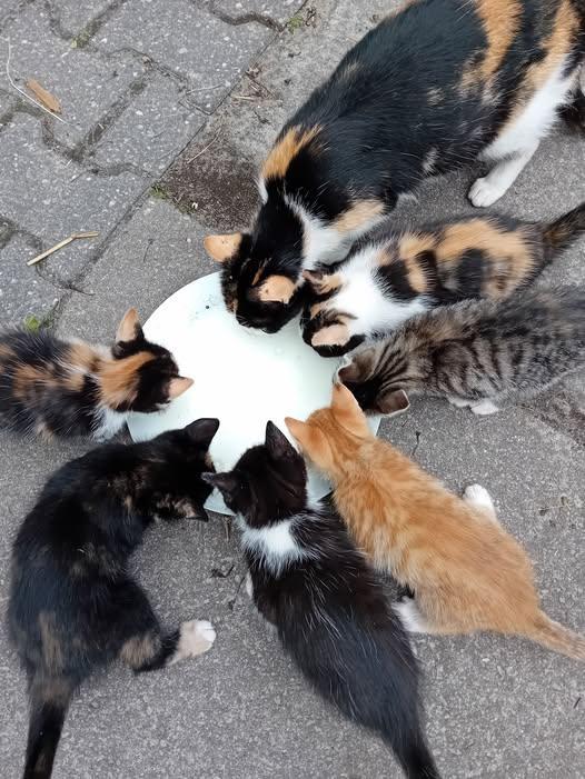 poes, poesjes, kittens, lapjespoes, kater, katjes  boerderij, Poes, Ontwormd, 0 tot 2 jaar