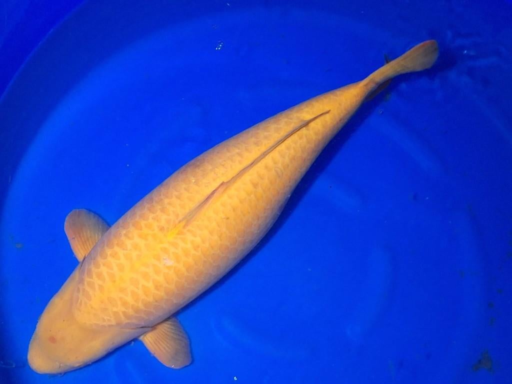 Dikke karashigoi met certificaat 77 cm echt KANNON!, Karper of Koi