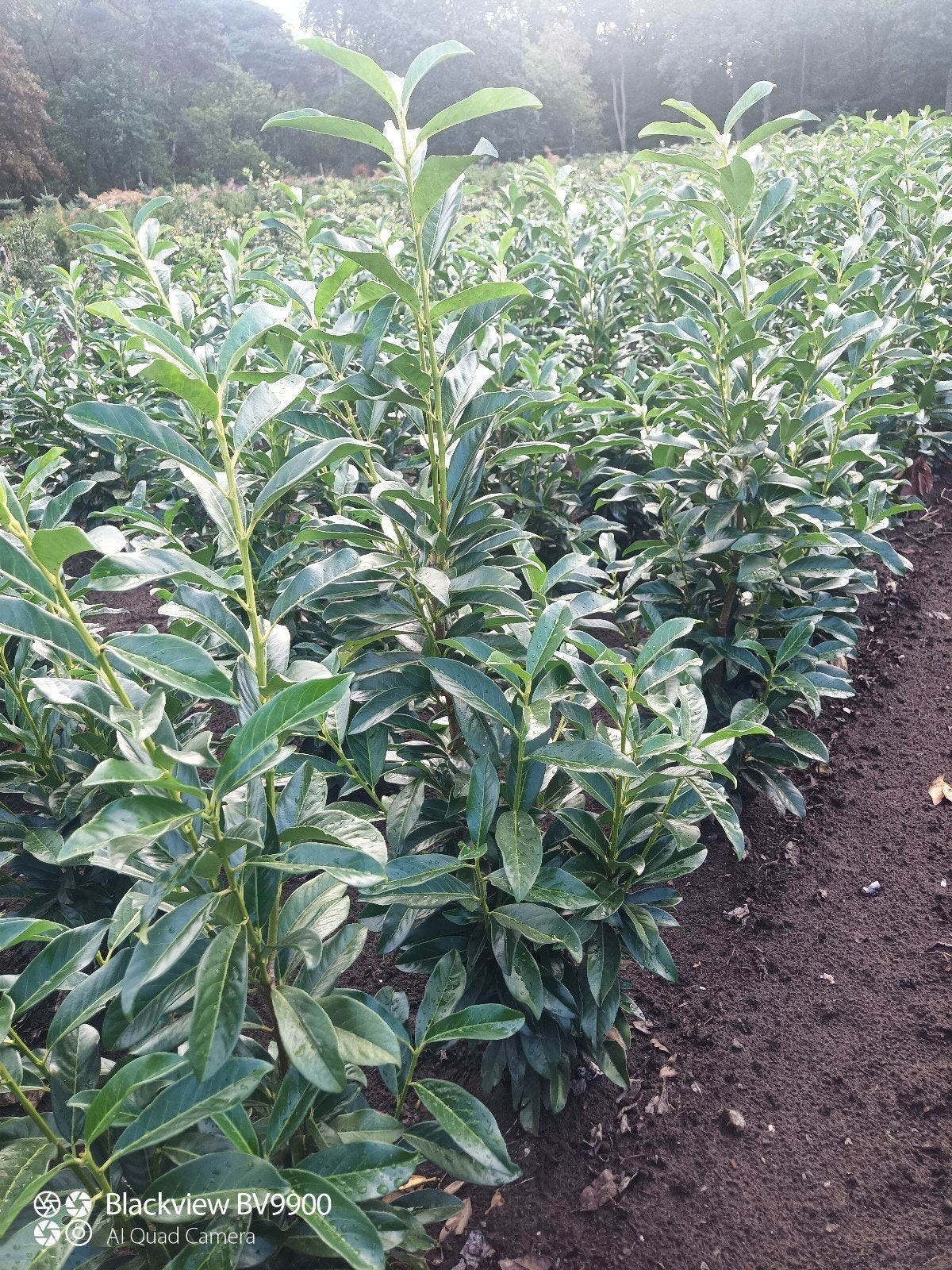 smal blijvende laurier Prunus genolia 40 t/m 200cm struiken, Tuin en Terras, Ophalen of Verzenden, Laurier, Struik, 100 tot 250 cm