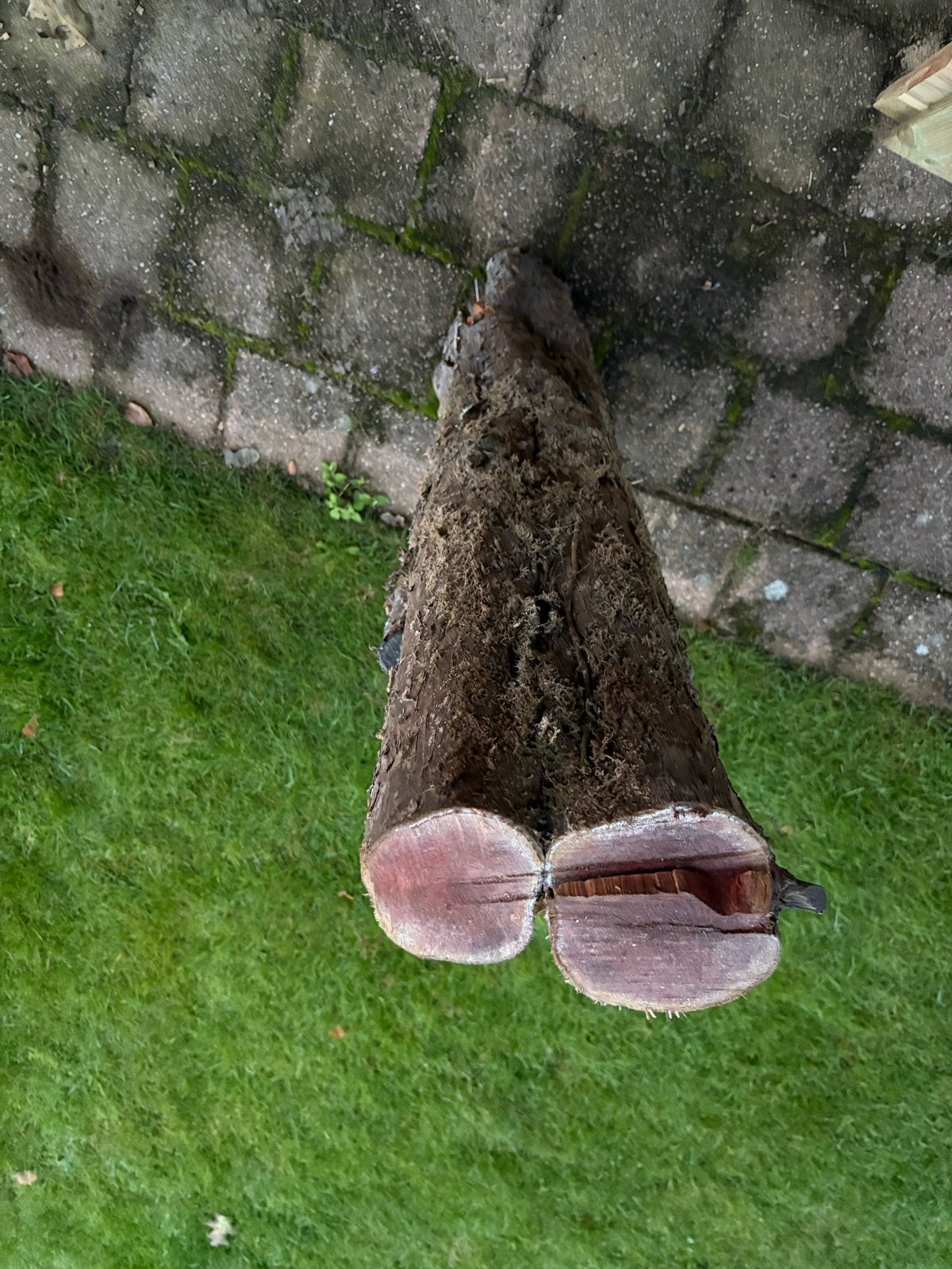 Taxus stam., Minder dan 3 m³, Ophalen of Verzenden, Overige houtsoorten, Stammen