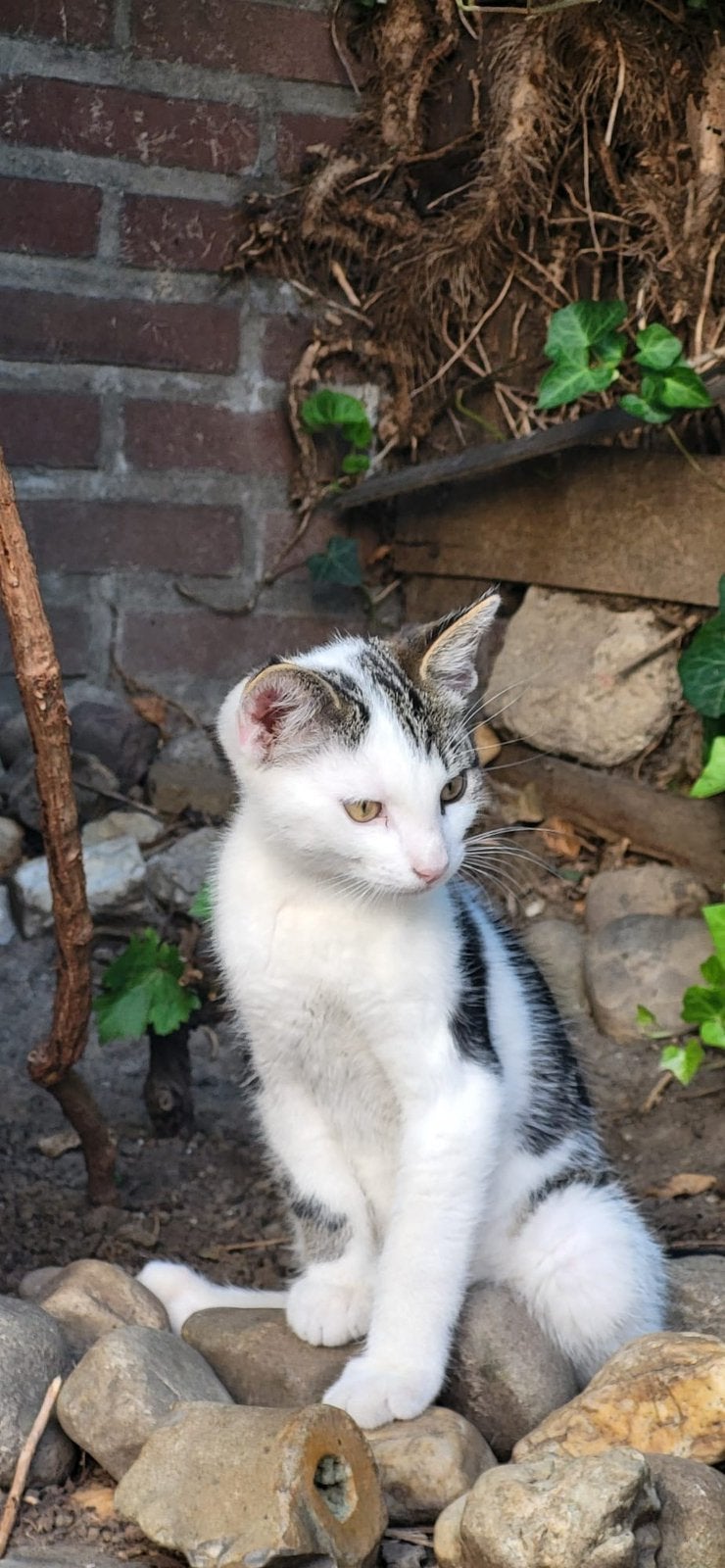 Kitten