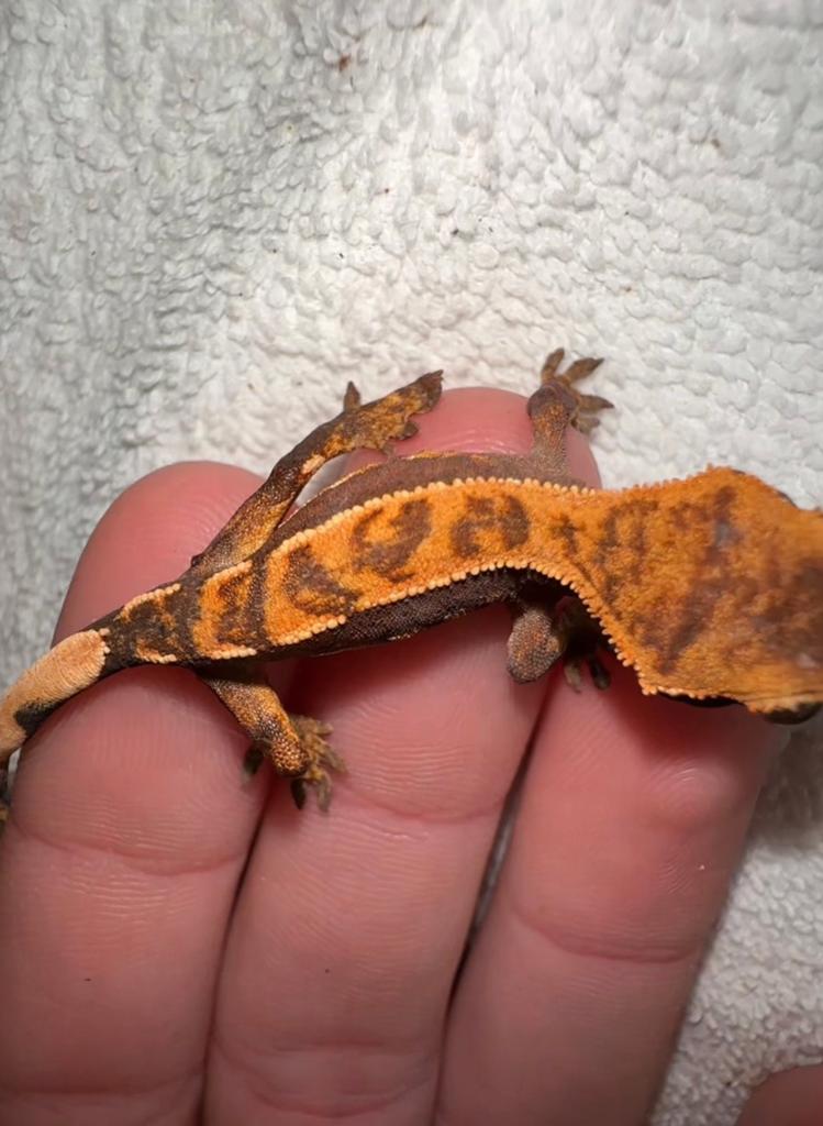 Wimpergekko baby Crested Gecko - unknown for sale from CrestieDragons