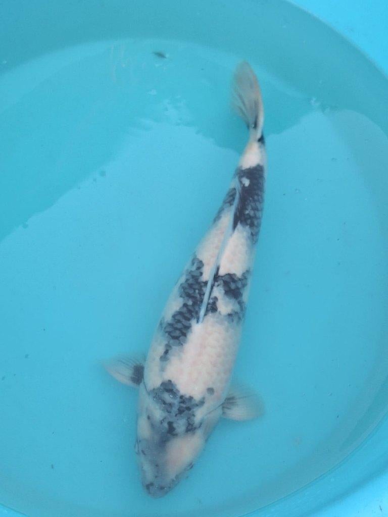 Max 70x  hoogwaardige kwaliteit koi zie foto's, Karper of Koi