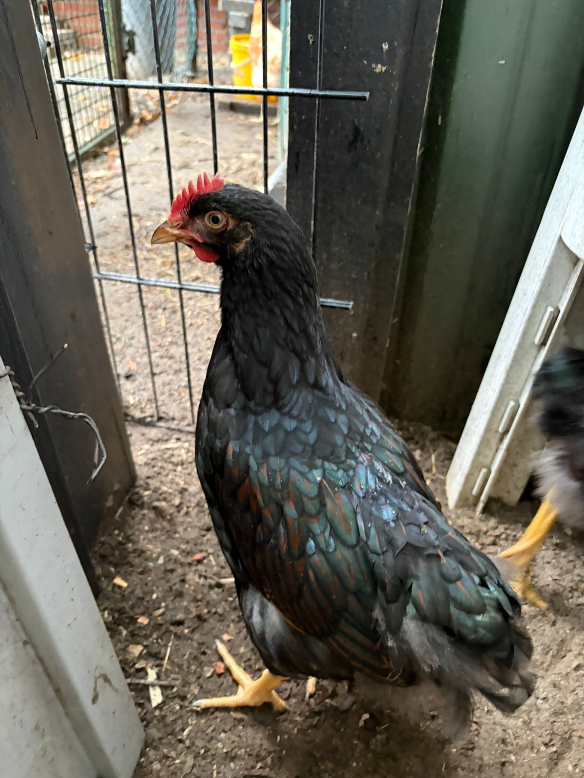 Barnevelder dubbel-gezoomd goud zwart haan, Dieren en Toebehoren, Pluimvee, Mannelijk, Kip