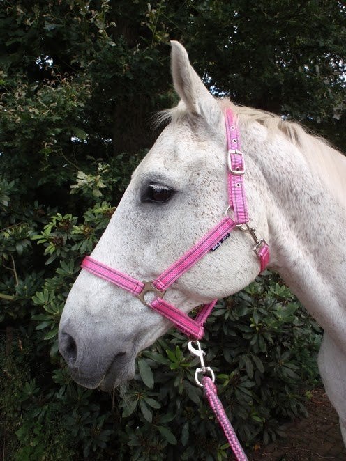 Roze Horka halster kleur anemone maat pony, Dieren en Toebehoren, Nieuw, Ophalen of Verzenden, Info@horka.com, Horka International B.V.