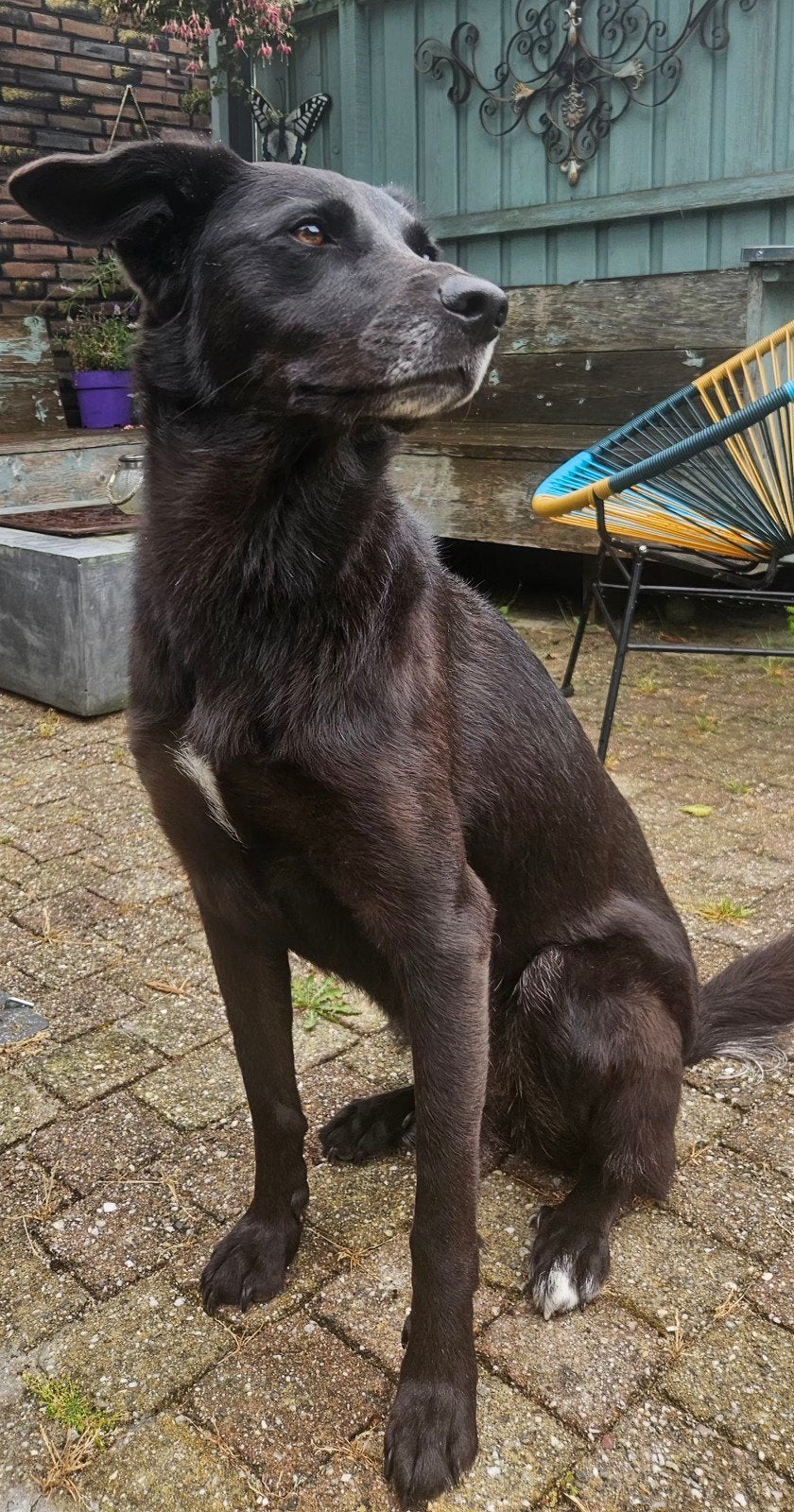 'Mia' middelmaat 4 jaar Border Collie mix, Particulier, Buitenland, Teef, Eén hond