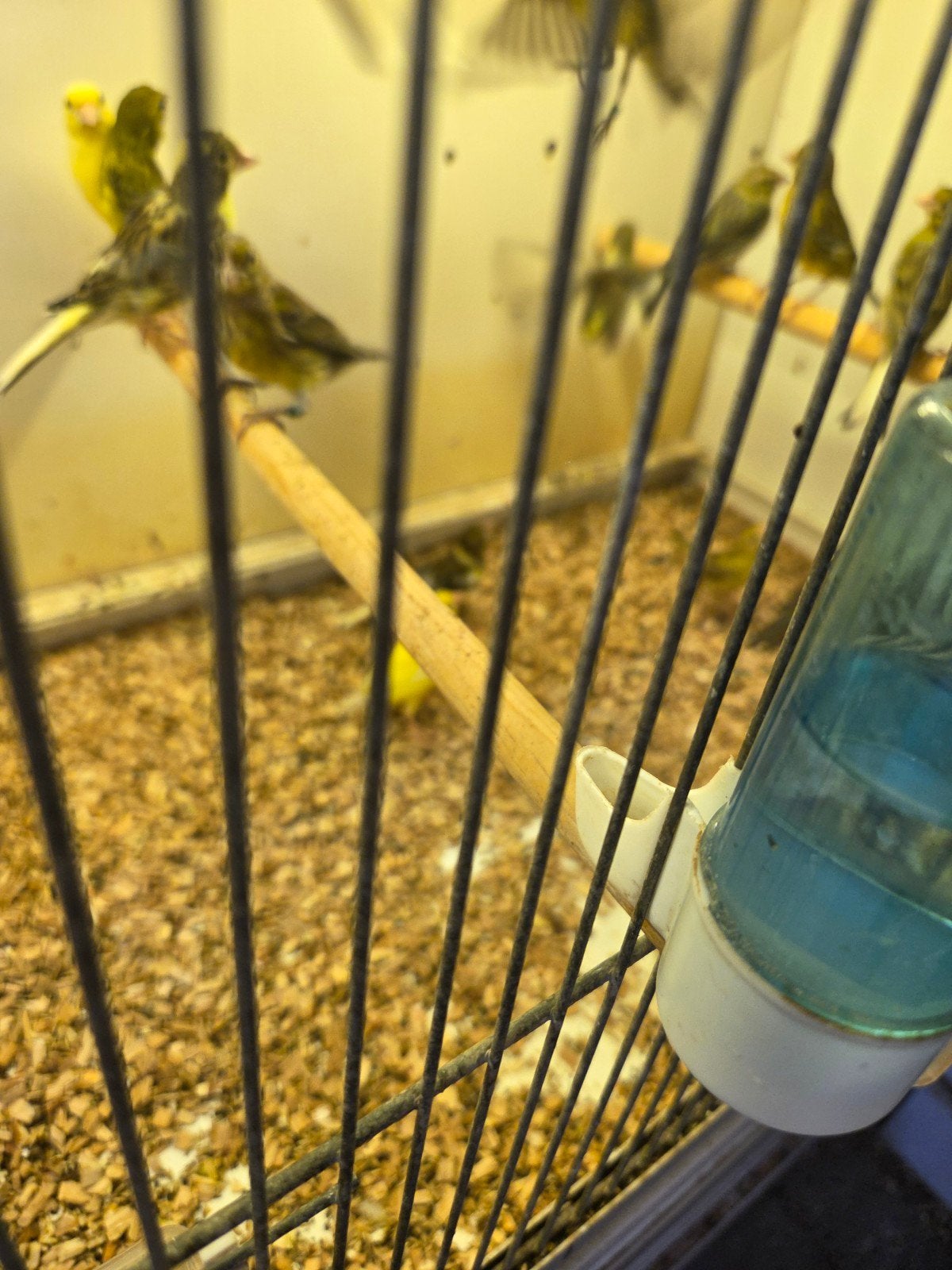 raza kanaries, Dieren en Toebehoren, Meerdere dieren, Kleurkanarie