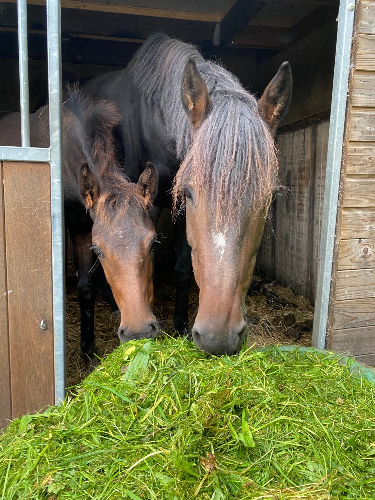 Prachtige Fokmerrie met super mooi Hengstveulen, Hengst, Minder dan 160 cm, Dressuurpaard, 0 tot 2 jaar