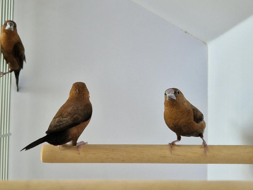 Tropische vogel | Japanse meeuw | Passend advies, Dieren en Toebehoren, Vogels | Overige Vogels, Meerdere dieren, Tropenvogel