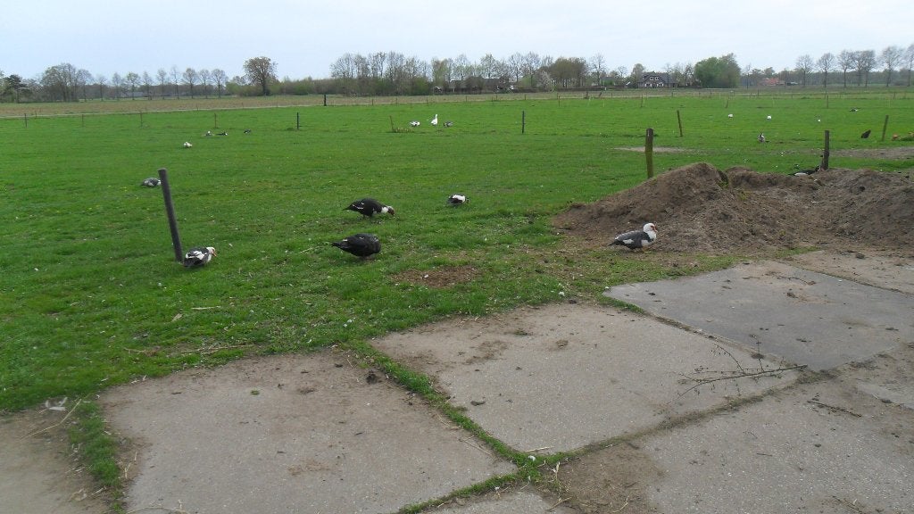 mooie kaapse eenden, Dieren en Toebehoren, Meerdere dieren, Eend