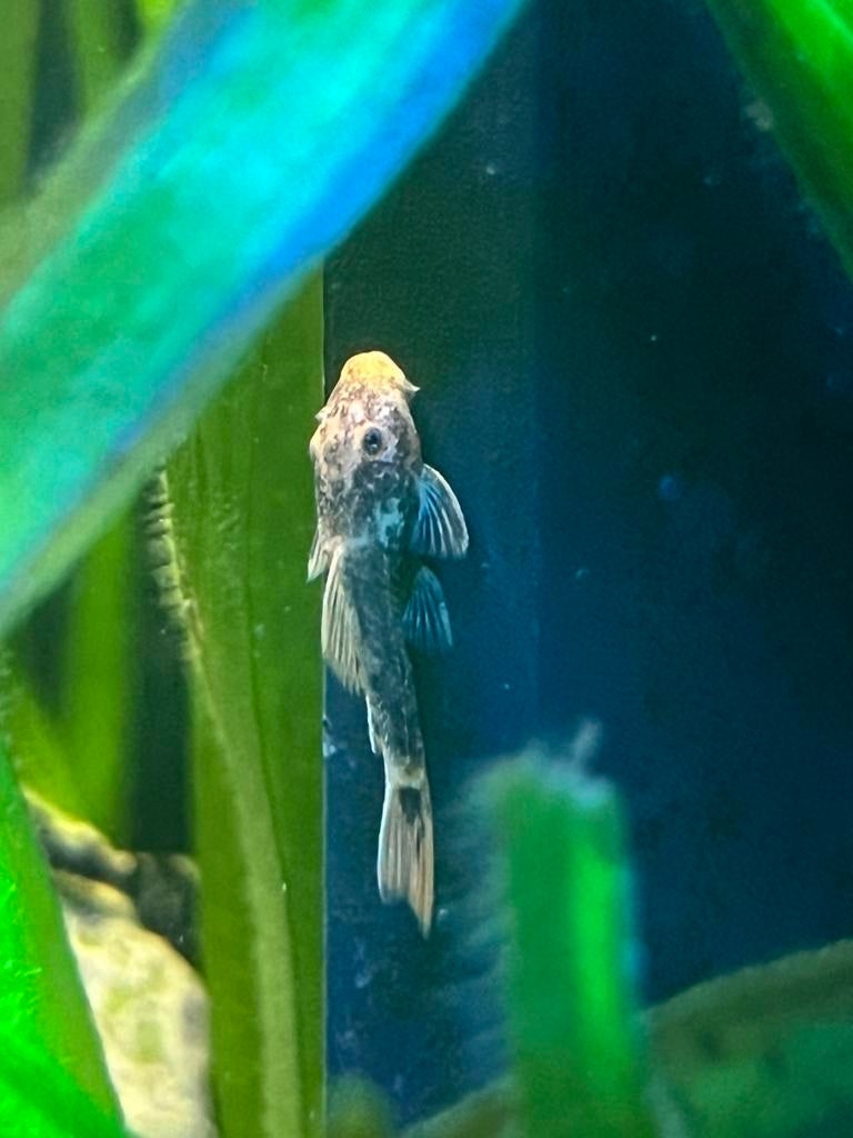 Jonge rode Ancistrus, Dieren en Toebehoren, Vissen | Aquariumvissen, Vis