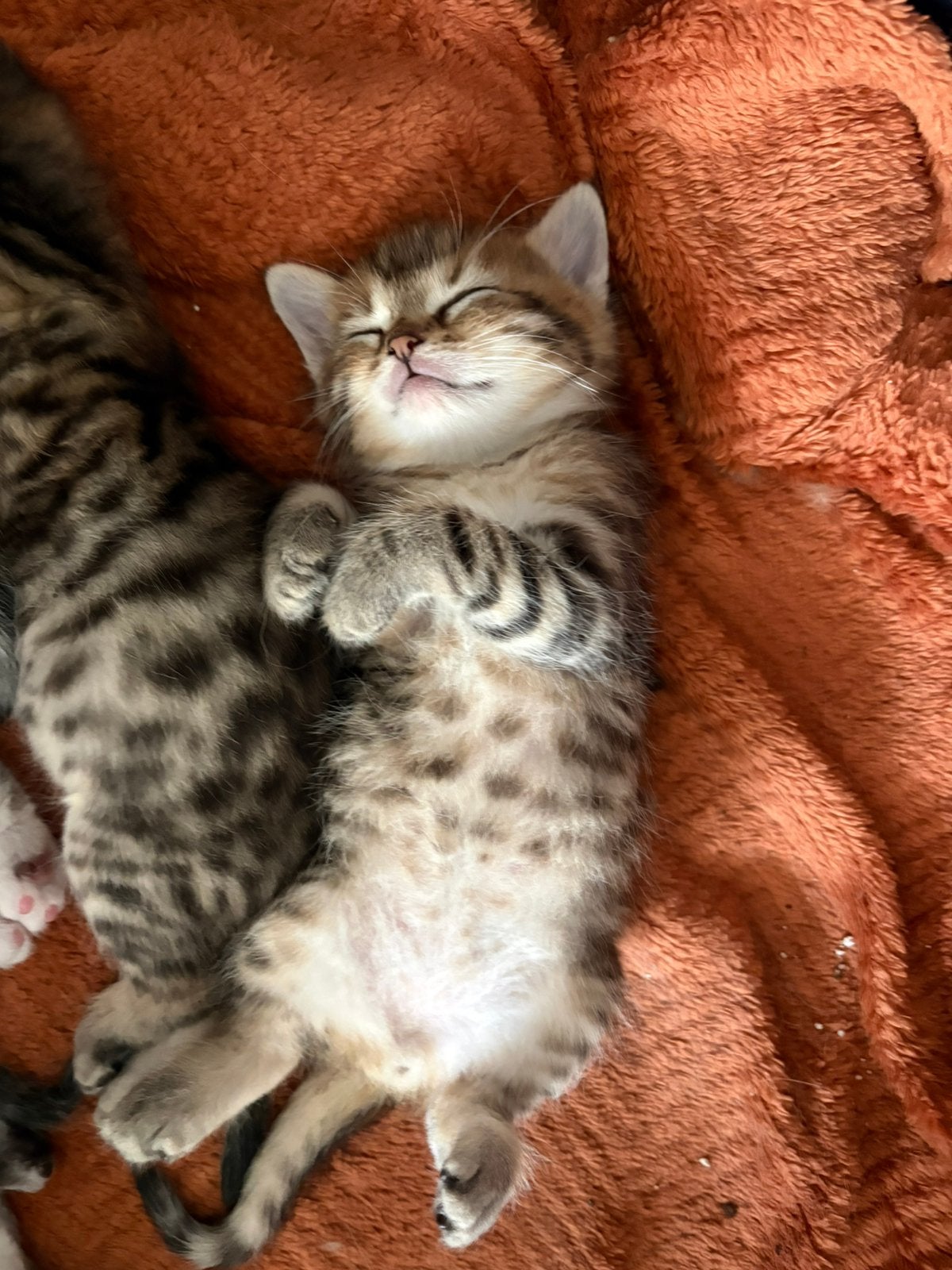 Alles op moment gereserveerd., Dieren en Toebehoren, Katten en Kittens | Raskatten | Langhaar, Meerdere dieren, Ontwormd, 0 tot 2 jaar