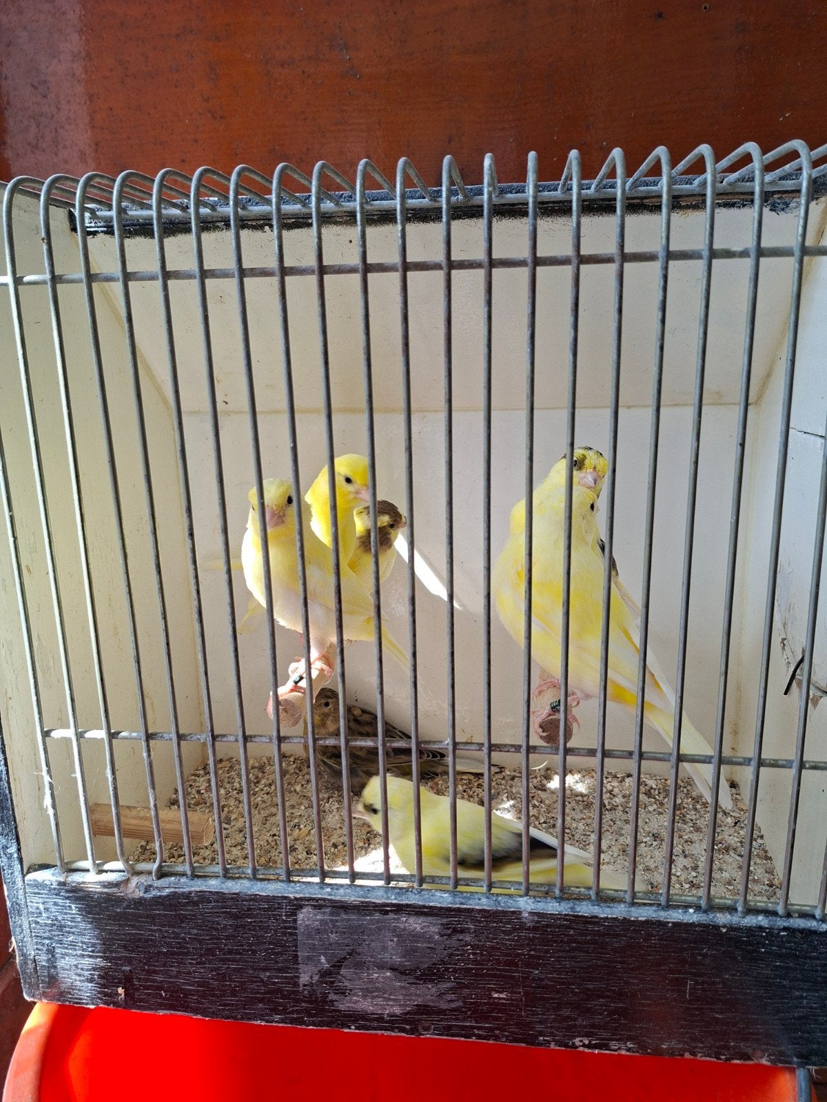 jonge gele en geel gevlekte kanaries, Meerdere dieren, Kleurkanarie