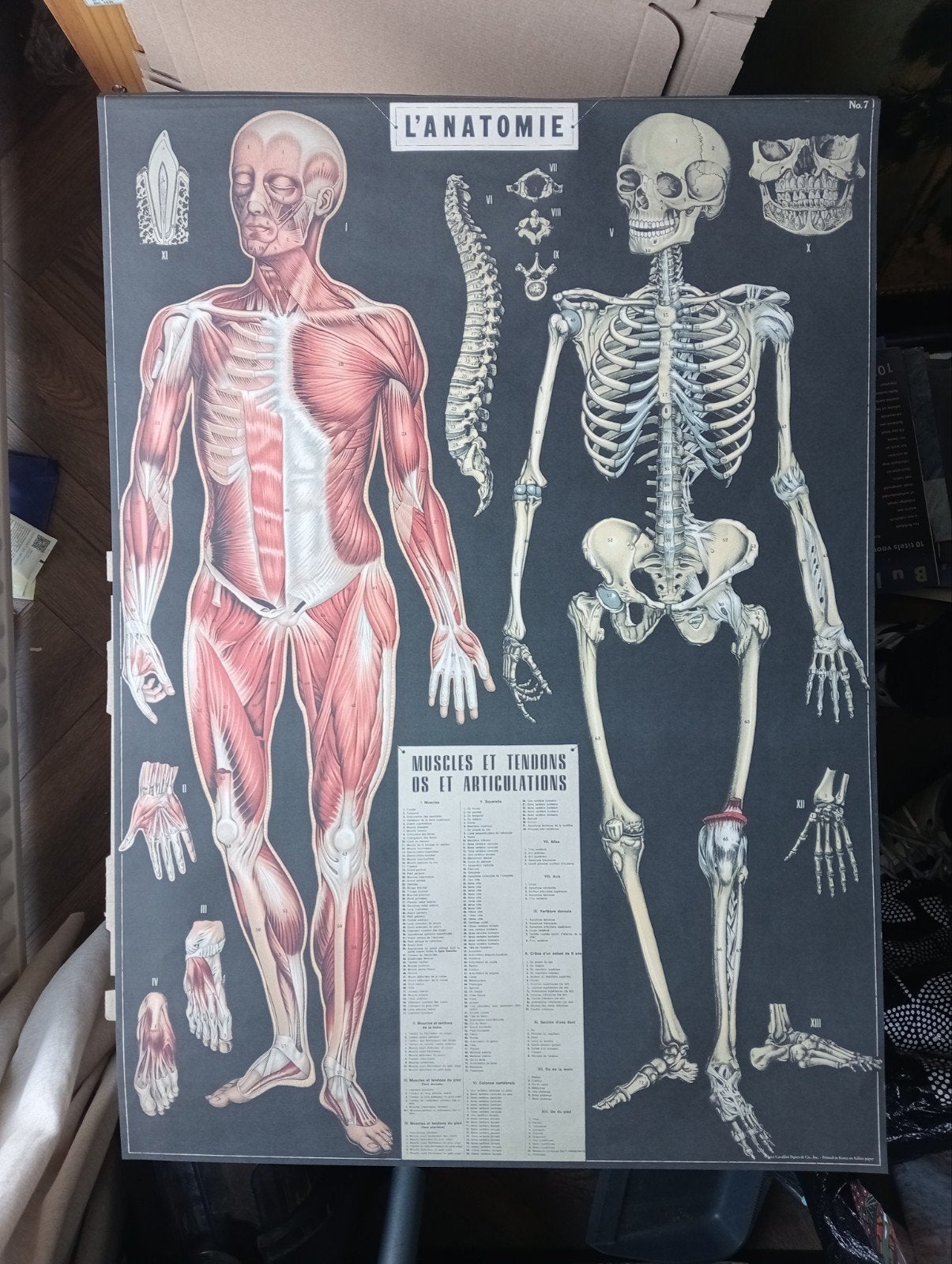 poster Medische Affiche anatomie Skelet, Verzenden, Zo goed als nieuw, A1 t/m A3, Film en Tv