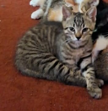 Kittens 9 weken mogen het nest per direct verlaten, Meerdere dieren, Kortharig, 0 tot 2 jaar
