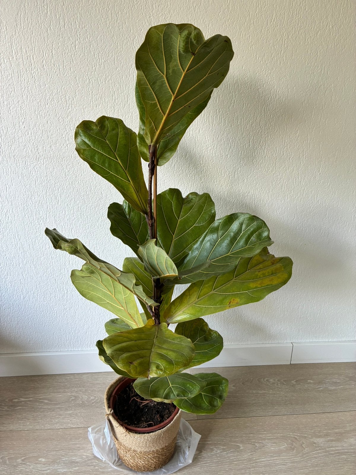 Vioolbladplant ficus lyrata, Ophalen, Ficus, 100 tot 150 cm, Halfschaduw