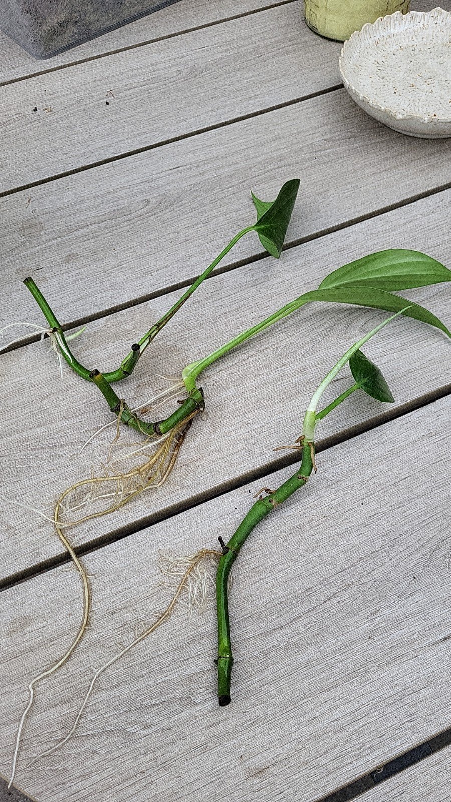 Rhaphidophora Decursiva (Philodendron Dragon Tail) stekken, Overige soorten, Minder dan 100 cm, Groene kamerplant, Halfschaduw