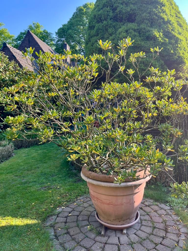 Japanse pittosporum in pot, Ophalen, Overige soorten, Volle zon