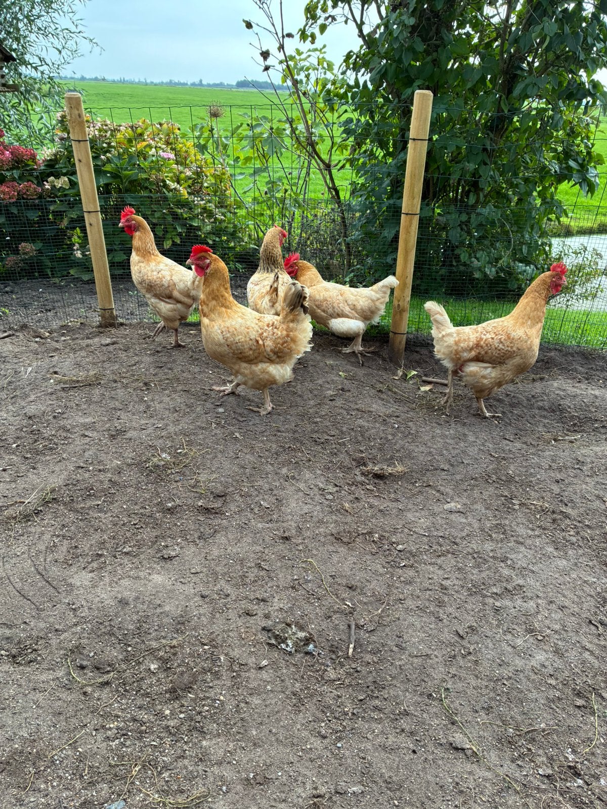 Legkippen, Dieren en Toebehoren, Vrouwelijk, Kip