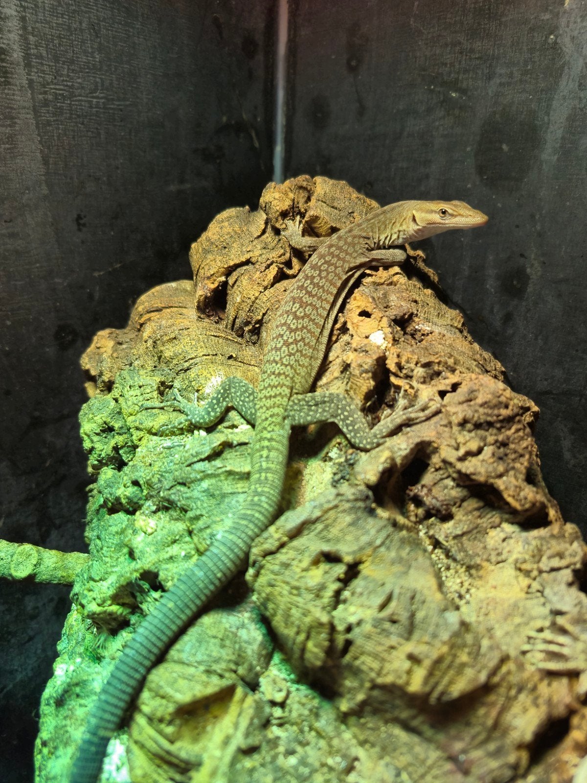 Varanus tristis tristis 1.0 NK25 Monitor Lizard - male for sale from Venom