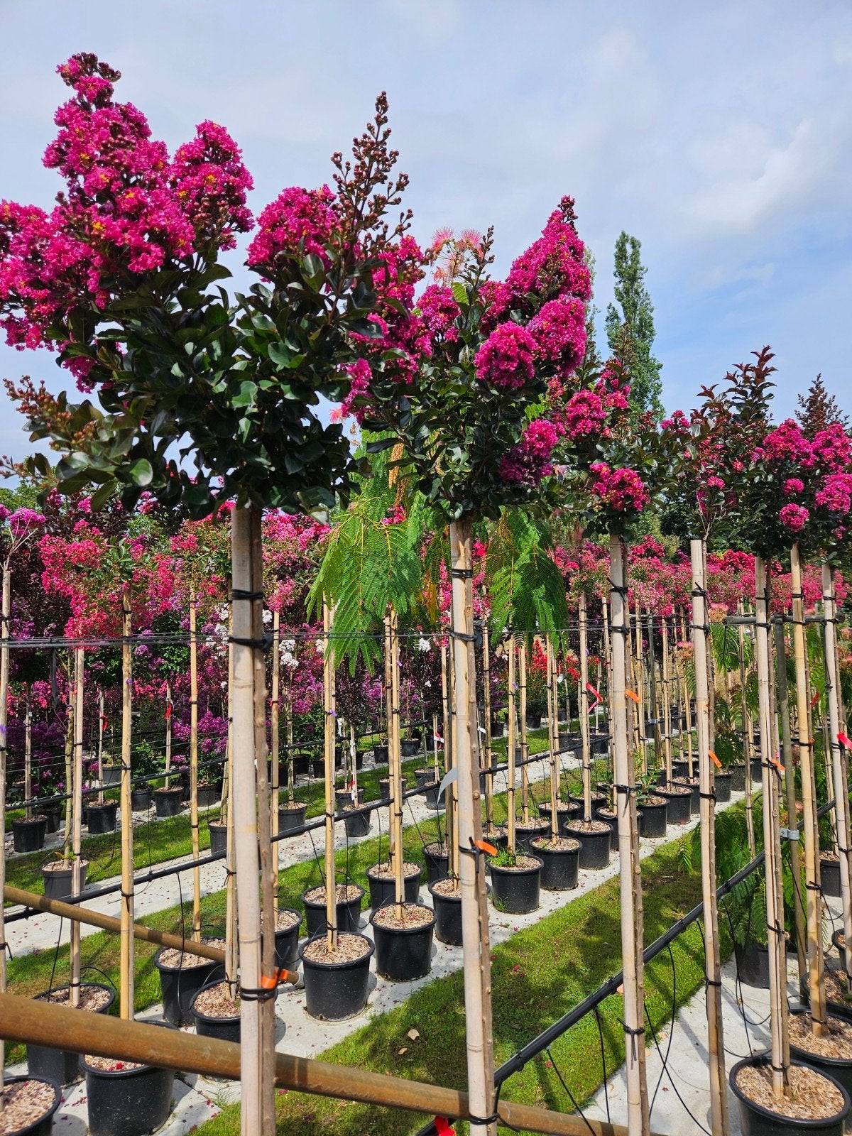 Lagerstroemia Plum Magic / hoogstam ‼️‼️, Tuin en Terras, Planten | Bomen, Zomer, 400 cm of meer, Ophalen, Volle zon