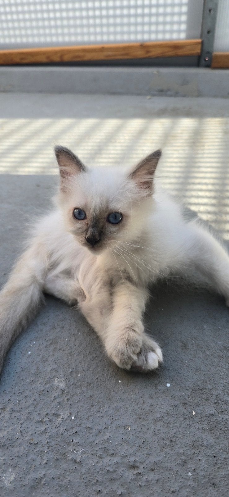 Prachtige Heilige Birmaan kitten te koop ️, Kater, Langharig, 0 tot 2 jaar