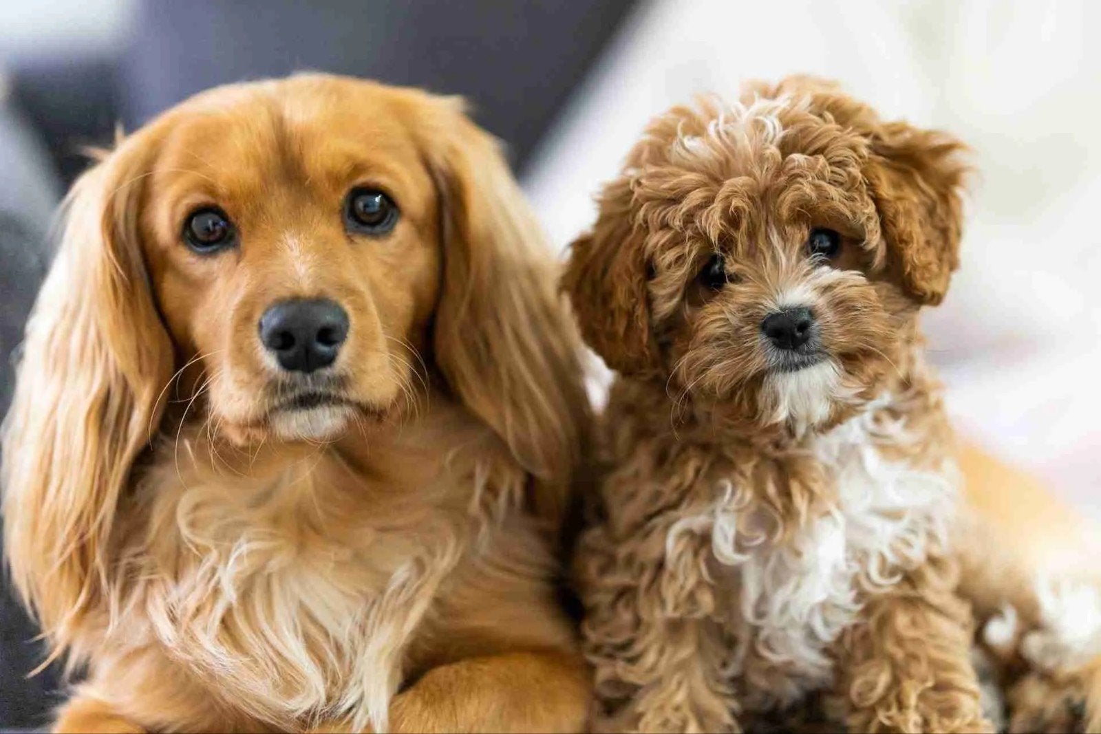 Honden uitlaat service Julia, 6 jaar of ouder, Particulier, Reu, Buitenland