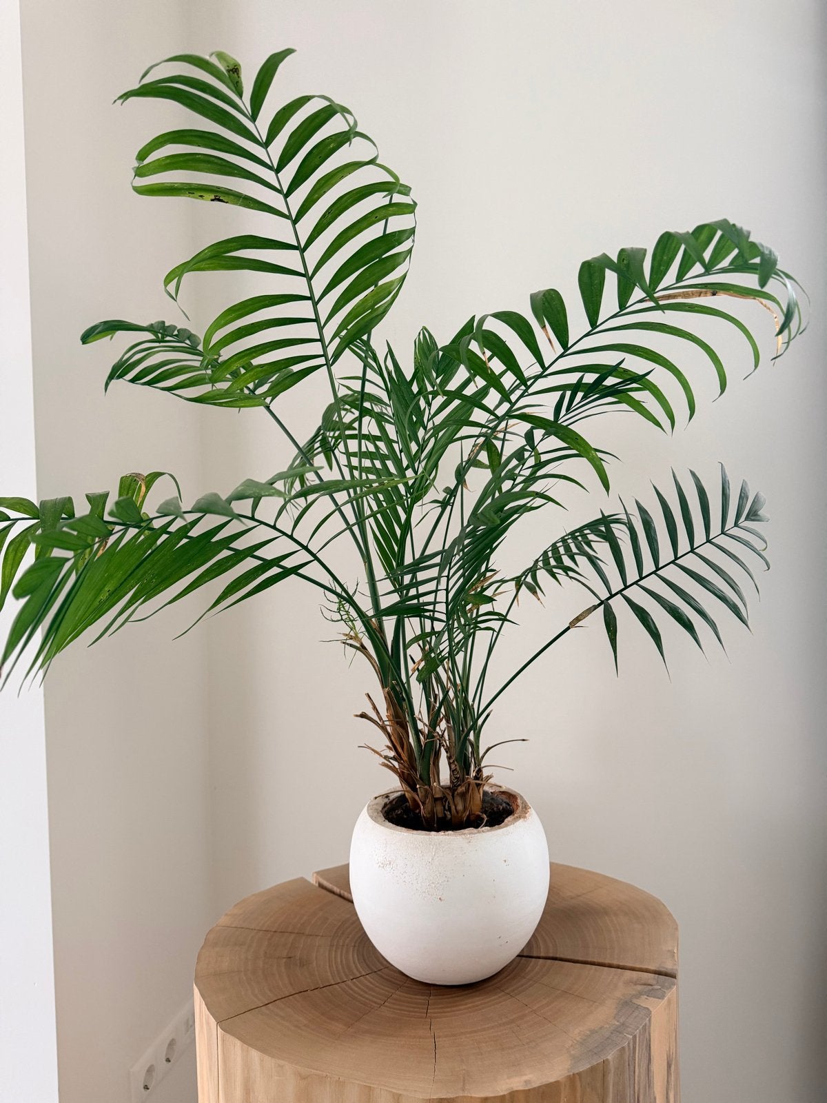 Bergpalm inclusief pot - met nieuwe scheuten, Ophalen, Palm, Halfschaduw, In pot