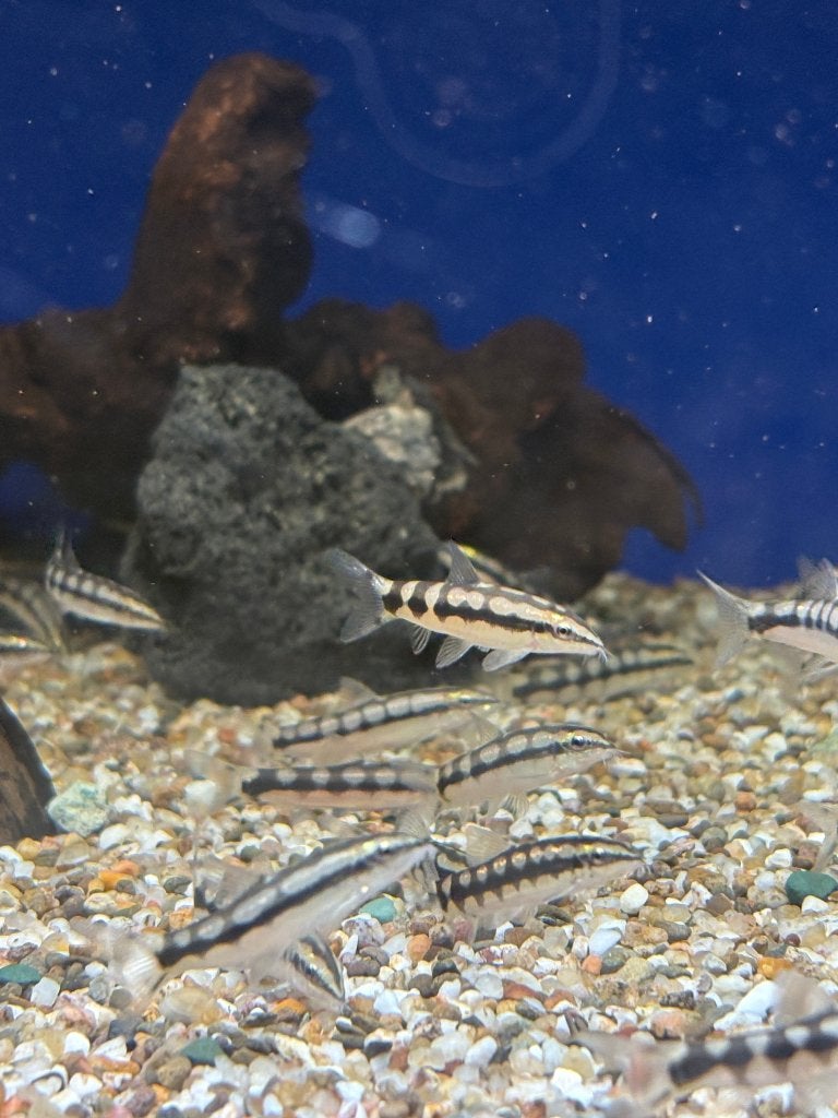 Botia sidthimunki, Dieren en Toebehoren, Vis, Zoetwatervis