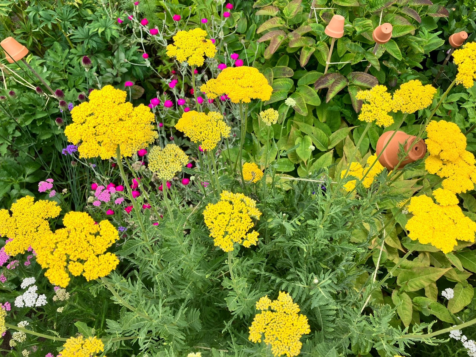 Achillea geel zaden, Verzenden, Voorjaar, Volle zon, Zaad