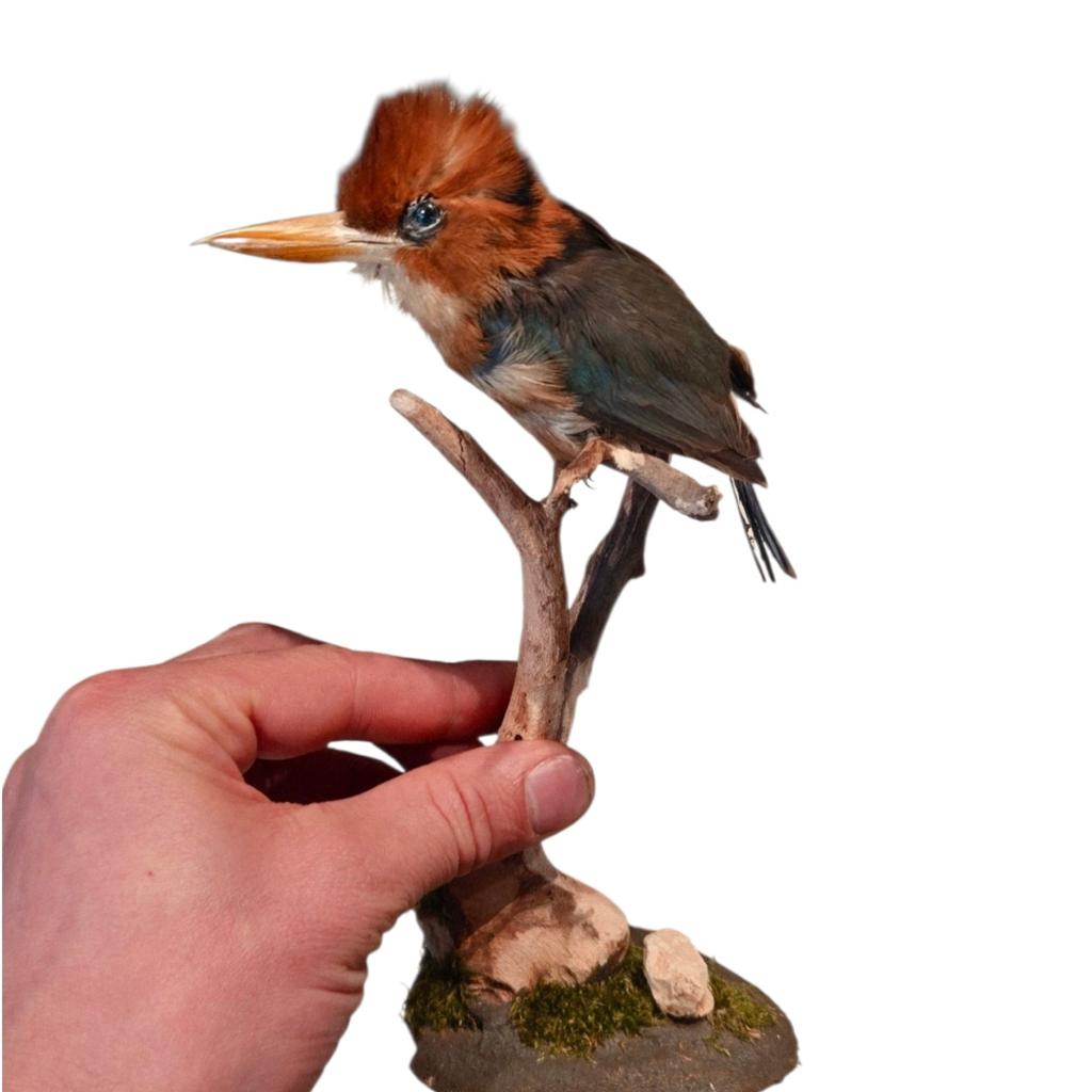 Zeldzame opgezettekleine geelsnavelijsvogel, Ophalen of Verzenden, Zo goed als nieuw, Vogel, Opgezet dier