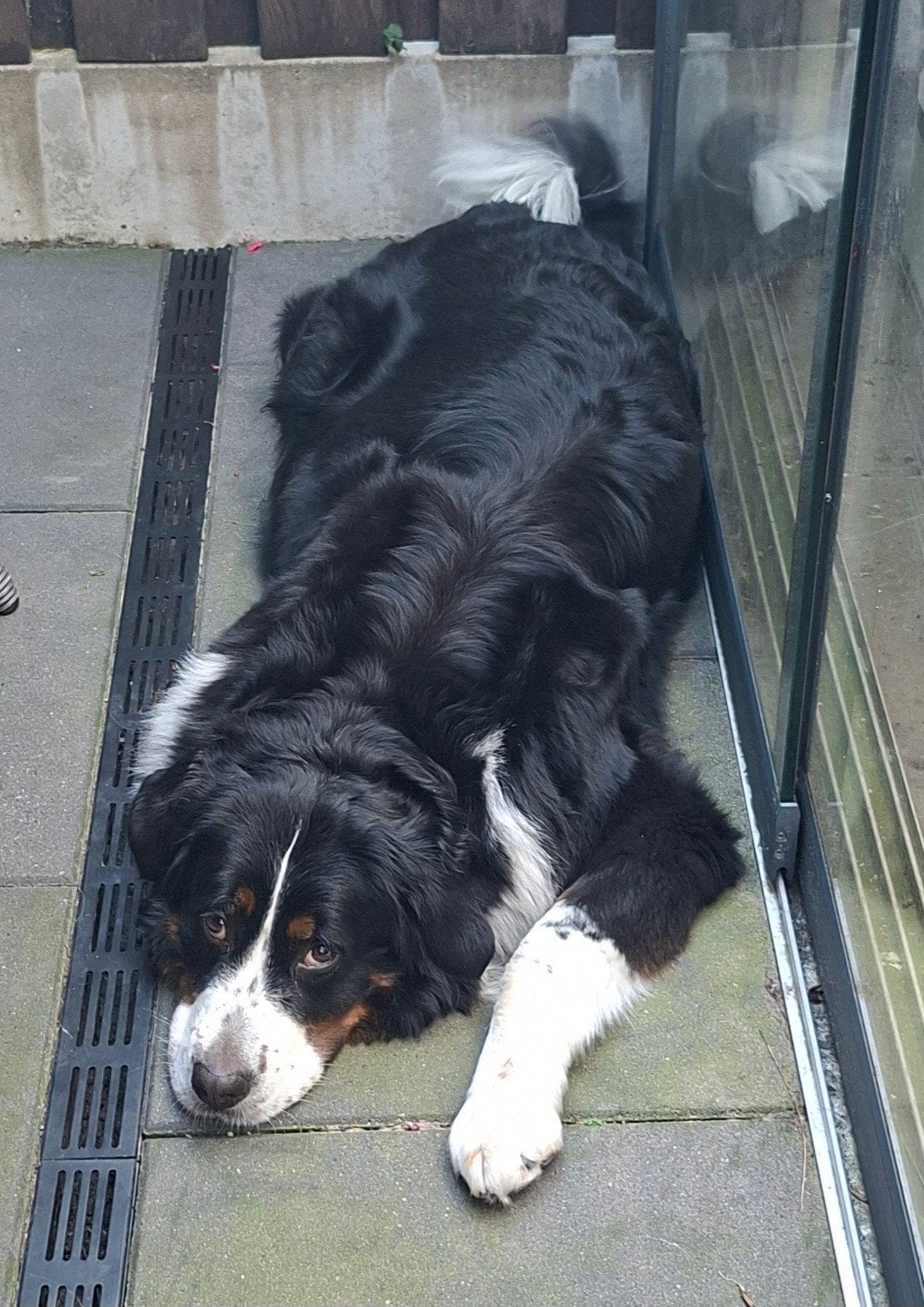 Boulab/ Berner puppy's verwacht, Dieren en Toebehoren, Honden | Chihuahua's en Gezelschapshonden, Overige rassen, Meerdere, Meerdere dieren