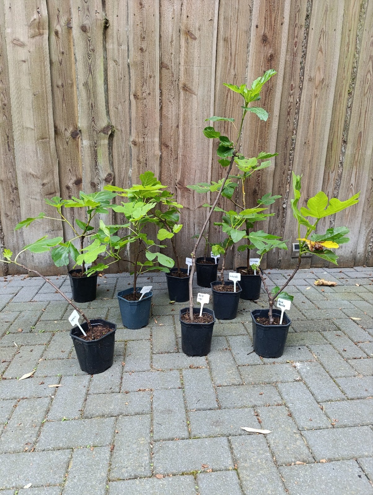 vijgenboom div. rassen, Ophalen, Overige soorten, Volle zon