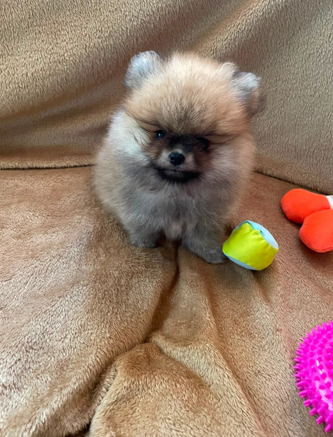 Prachtig Klein Pomeriaan reutje, Keeshond, Reu, Eén hond, Nederland