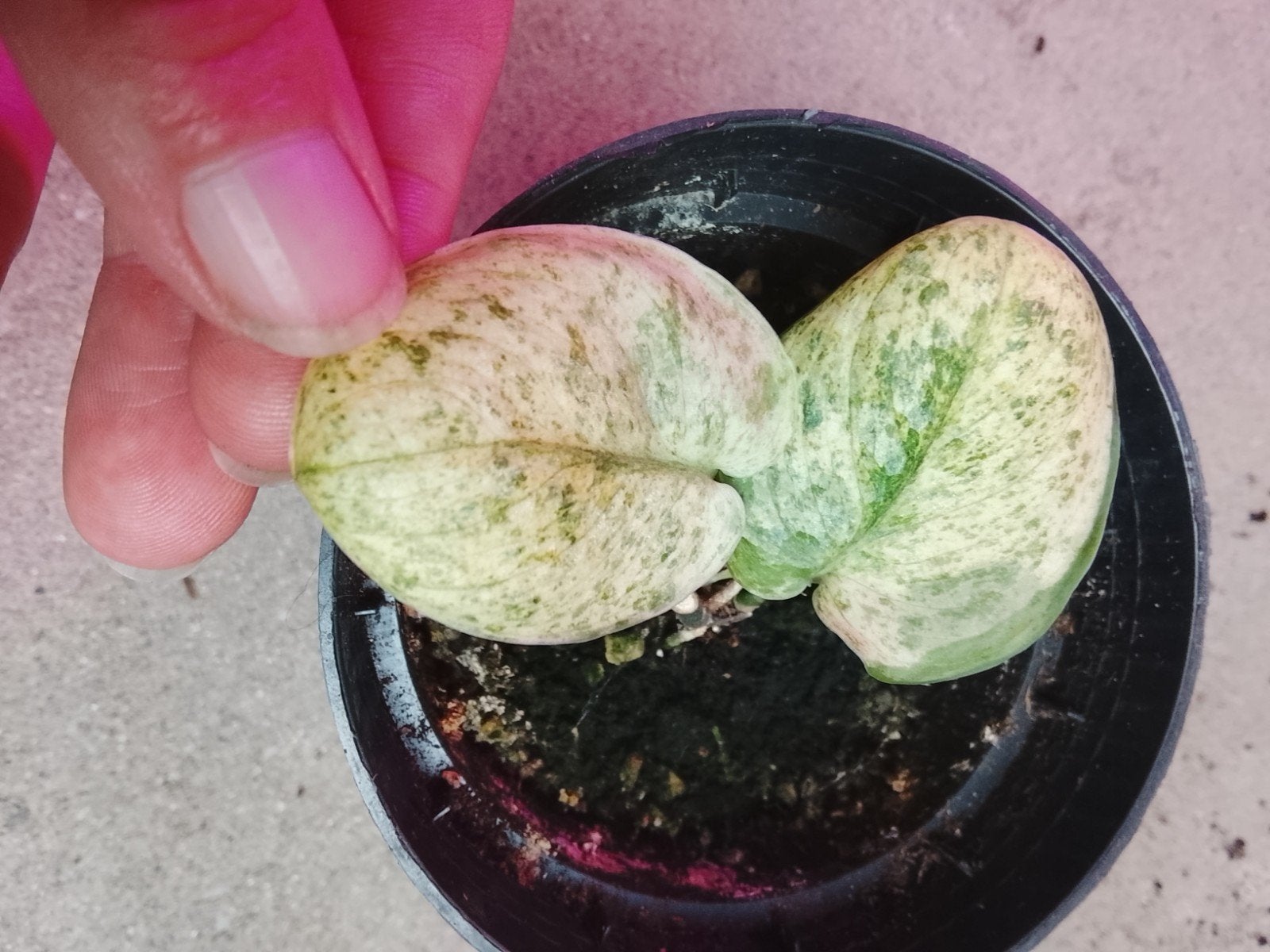 Scindapsus Crème Brulee Variegata 2 plantjes, Tuin en Terras, Ophalen of Verzenden, Minder dan 100 cm, Overige soorten, Zomer